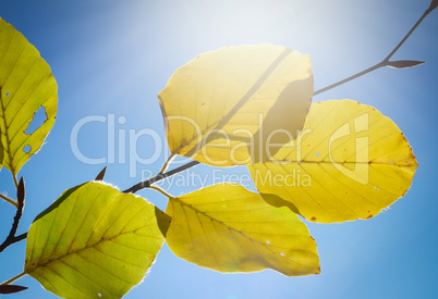 Bunte Herbstblätter bei Gegenlicht