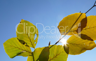 Herbstblätter im Gegenlicht