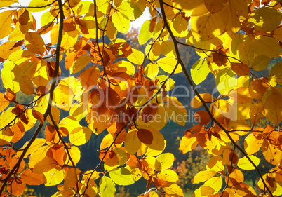 Durchscheinende bunte Herbstblätter