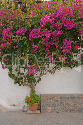 Bougainvillea