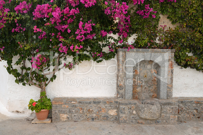 Bougainvillea