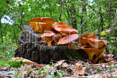 Jack O'Lantern mushrooms