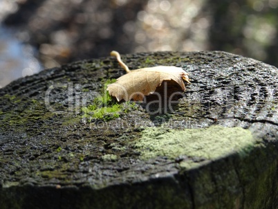 Herbstblatt