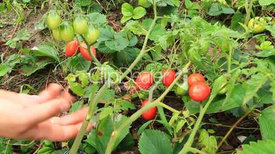 harvesting red tomatoes in the bush