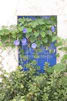 Blumenfenster in Milatos, Kreta