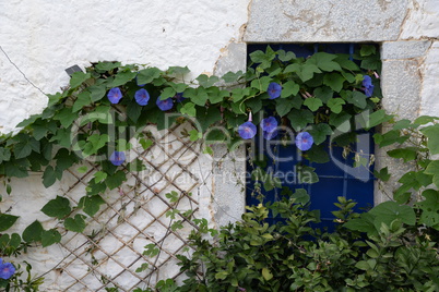 Blumenfenster in Milatos, Kreta