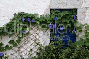 Blumenfenster in Milatos, Kreta