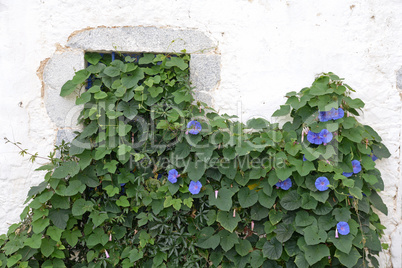 Blumenfenster in Milatos, Kreta