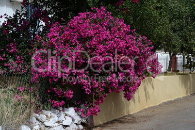 Bougainvillea in Milatos, Kreta