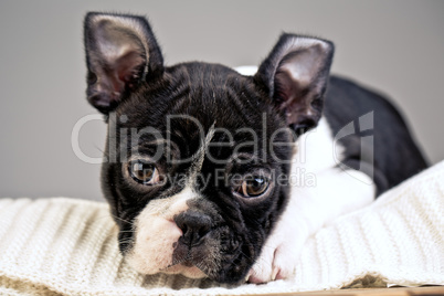 Boston Terrier Welpe