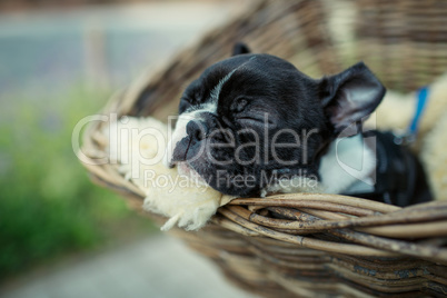 Boston Terrier Welpe