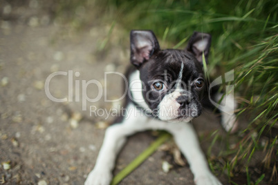 Boston Terrier Welpe