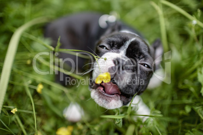 Boston Terrier Welpe