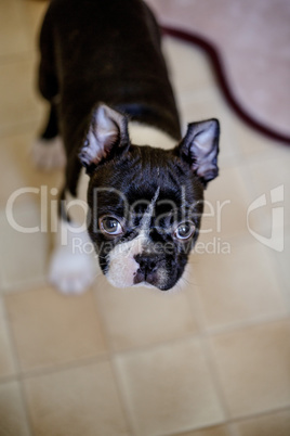 Boston Terrier Welpe