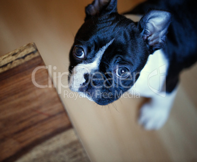 Boston Terrier Welpe