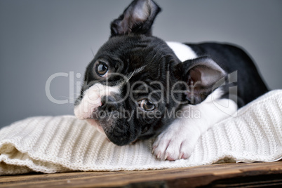 Boston Terrier Welpe