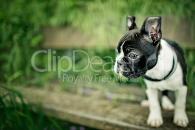 Boston Terrier Welpe