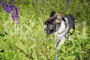 Boston Terrier Welpe