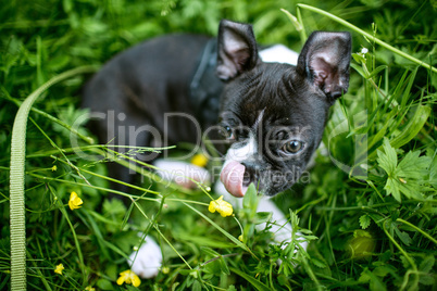 Boston Terrier Welpe