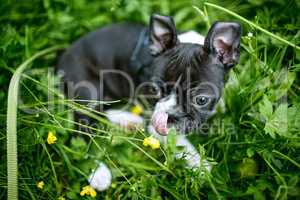 Boston Terrier Welpe