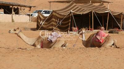 Two camels (dromedary) lying in desert in front of bedouine ten