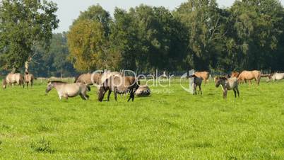 Wild living duelmen horses in green pasture