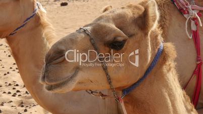 oman camel (dromedary) chewing extreme closeup