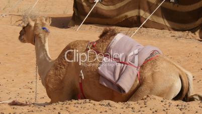 camel (dromedary) lying in desert camp
