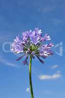 Schmucklilie (Agapanthus africanus)