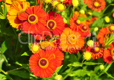 Sonnenbraut (Helenium)