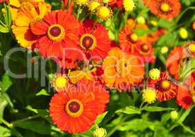 Sonnenbraut (Helenium)