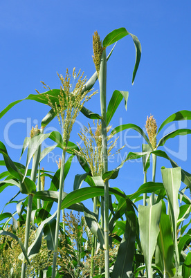 Sorghumhirse (Sorghum bicolor)