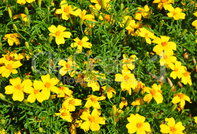 Schmalblättrige Studentenblume (Tagetes tenuifolia)