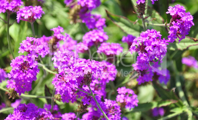 Steifes Eisenkraut (Verbena rigida)