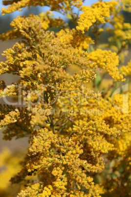 Goldenrod yellow meadow flowers