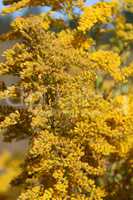 Goldenrod yellow meadow flowers