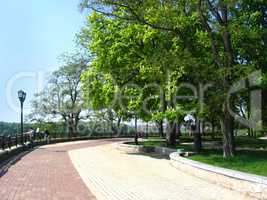 Beautiful park with green trees