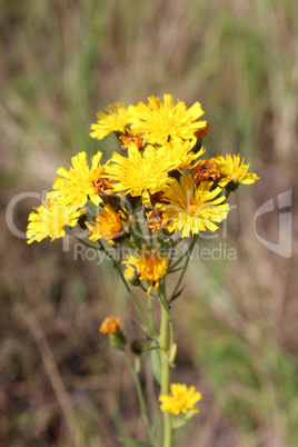 Crepis yellow flowers