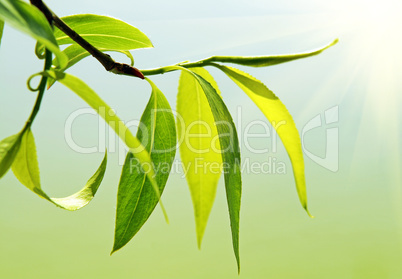 close up of fresh green foliage