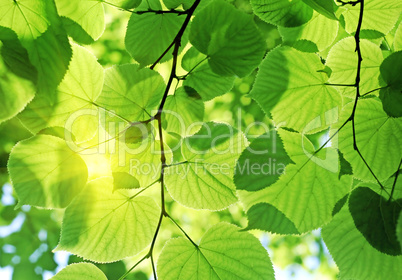 fresh green foliage