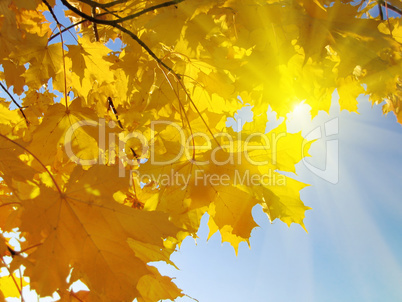 autumn leaves of maple
