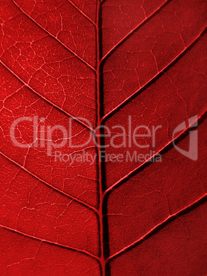 red leaf texture