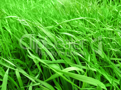 green grass