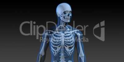3D Concept of Human Male Body and Skeleton