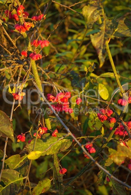 Herbstblüte