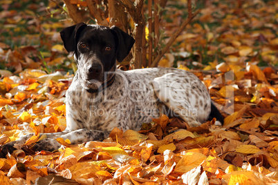 Junger Hund im Herbstlaub