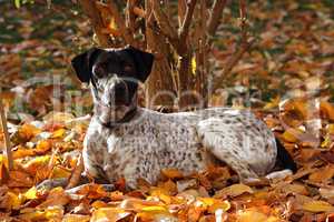 Junger Hund im Herbstlaub
