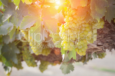 Lush White Grape Bushels Vineyard in The Afternoon Sun