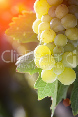 Lush White Grape Bushels Vineyard in The Afternoon Sun