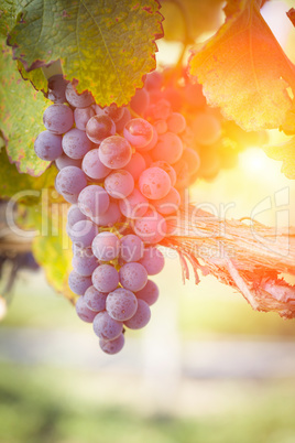 Lush Red Grape Vineyard in The Afternoon Sun